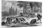 Truffle-Gathering in France by Anonymous