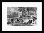 Truffle-Gathering in France by Anonymous