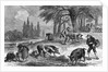 Truffle-Gathering in France by Anonymous