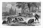 Truffle-Gathering in France by Anonymous
