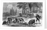 Truffle-Gathering in France by Anonymous
