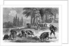 Truffle-Gathering in France by Anonymous