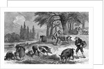 Truffle-Gathering in France by Anonymous
