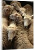 Sheep for Sale at the Welshpool Sheep Auction by Anonymous