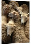 Sheep for Sale at the Welshpool Sheep Auction by Anonymous