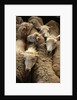 Sheep for Sale at the Welshpool Sheep Auction by Anonymous