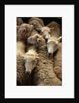 Sheep for Sale at the Welshpool Sheep Auction by Anonymous