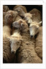 Sheep for Sale at the Welshpool Sheep Auction by Anonymous