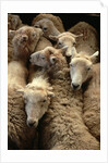 Sheep for Sale at the Welshpool Sheep Auction by Anonymous