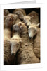 Sheep for Sale at the Welshpool Sheep Auction by Anonymous
