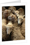 Sheep for Sale at the Welshpool Sheep Auction by Anonymous