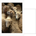 Sheep for Sale at the Welshpool Sheep Auction by Anonymous