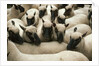 Animals at Findon Sheep Fair by Anonymous