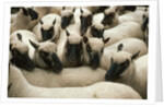 Animals at Findon Sheep Fair by Anonymous