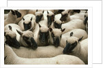 Animals at Findon Sheep Fair by Anonymous