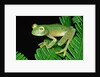 Glass Frog by Anonymous