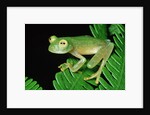 Glass Frog by Anonymous