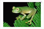 Glass Frog by Anonymous