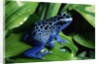 Blue-Poisondart Frog by Anonymous