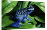 Blue-Poisondart Frog by Anonymous