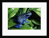 Blue-Poisondart Frog by Anonymous