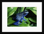 Blue-Poisondart Frog by Anonymous