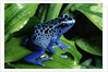 Blue-Poisondart Frog by Anonymous