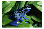 Blue-Poisondart Frog by Anonymous