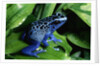 Blue-Poisondart Frog by Anonymous