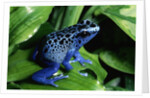 Blue-Poisondart Frog by Anonymous