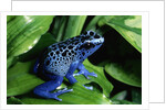 Blue-Poisondart Frog by Anonymous