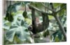 Female Brown-Throated Three-Toed Tree Sloth by Anonymous