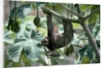 Female Brown-Throated Three-Toed Tree Sloth by Anonymous