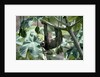 Female Brown-Throated Three-Toed Tree Sloth by Anonymous
