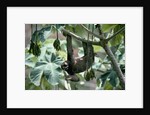 Female Brown-Throated Three-Toed Tree Sloth by Anonymous