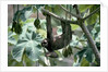 Female Brown-Throated Three-Toed Tree Sloth by Anonymous