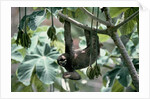 Female Brown-Throated Three-Toed Tree Sloth by Anonymous