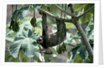 Female Brown-Throated Three-Toed Tree Sloth by Anonymous