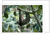 Female Brown-Throated Three-Toed Tree Sloth by Anonymous