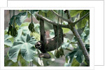 Female Brown-Throated Three-Toed Tree Sloth by Anonymous