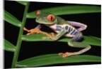 Red-Eyed Leaf Frog by Anonymous