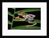 Red-Eyed Leaf Frog by Anonymous