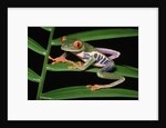 Red-Eyed Leaf Frog by Anonymous