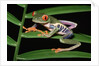 Red-Eyed Leaf Frog by Anonymous