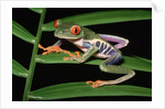 Red-Eyed Leaf Frog by Anonymous