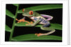 Red-Eyed Leaf Frog by Anonymous