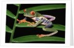 Red-Eyed Leaf Frog by Anonymous