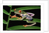 Red-Eyed Leaf Frog by Anonymous