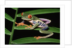 Red-Eyed Leaf Frog by Anonymous