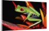 Red-Eyed Leaf Frog by Anonymous